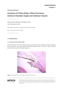 Anatomy of Ciliary Body, Ciliary Processes, Anterior