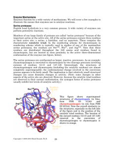 Enzyme Mechanisms Serine proteases - Rose