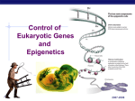 Gene Regulation in Eukaryotes - Bremen High School District 228