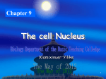 Nucleus and Chromosomes