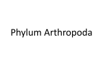 Phylum Arthropoda