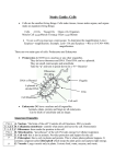 Study Guide: Cells