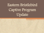 Eastern Bristlebird Captive Program Update