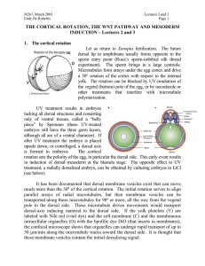 the cortical rotation, the wnt pathway