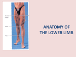 ANATOMY OF THE LOWER LIMB