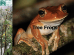 Tree Frogs - World Land Trust
