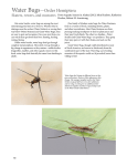 Water Bugs—Order Hemiptera