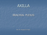 5-BrachialPlexus