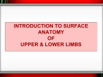 21 Surface Anatomy of upper and lower limbs