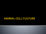 ANIMAL CELL CULTURE