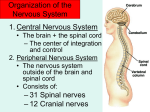 Peripheral Nervous System