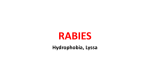 Rabies virus