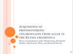 Acquisition of photosynthetic chloroplasts from algae in the Elysia