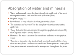 Absorption of water and minerals