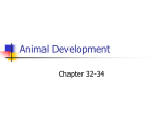 AnimalDevelopment32_33_34