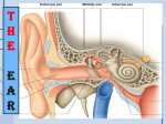 Lecture 11- ear final