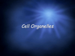 Cell Organelles Animal Cells