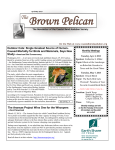 Brown Pelican - Coastal Bend Audubon Society
