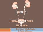 2-URETERS, URINARY BLADDER, URETHRA_2