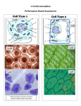 Cell Organelle PBA File