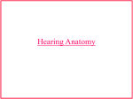 Hearing Anatomy