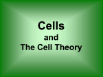 Cells: How their discovery led to the cell theory