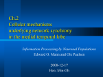 Cellular mechanisms underlying network synchrony in the medial