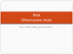 RNA Ribonucleic Acid - McKinney ISD Staff Sites