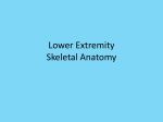 Lower Extremity Skeletal Anatomy