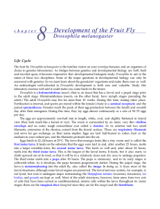 Development of the Fruit Fly