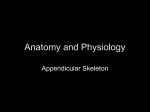 Appendicular skeleton