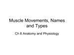 Muscle Movements, Names and Types
