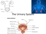 Urinary_System