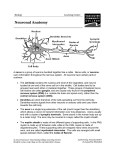 Neuronal Anatomy - VCC Library