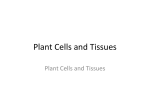 Plant Cells and Tissues Lecture File