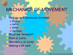 Mechanics of Movement I: Joints