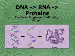 DNA -> RNA -> Proteins