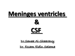 meninges PowerPoint Presentation