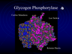 Glycogen Phosphorylase