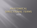 Anatomical Directional Terms - ALF20-30
