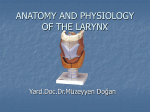 anatomy and physiology of the larynx