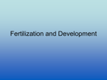 Fertilization and Development