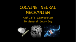 Cocaine and Reward Learning