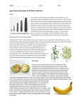 Agricultural Examples of Artificial Selection Corn Bananas