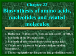 Chapter 22 Biosynthesis of amino acids, nucleotides and related