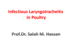 Infectious Laryngotracheitis in Poultry Prof.Dr. Salah M. Hassan