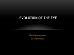 EVOLUTION OF THE EYE