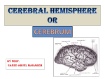 15-CEREBRUM