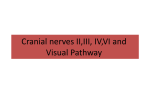 Cranial nerves III, IV,VI and Visual Pathway