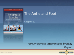 structure and function of the ankle and foot